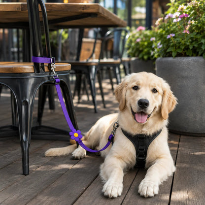🔥HOT SELL🎁2-in-1 Dog Car Seat Belt & Walking Leash